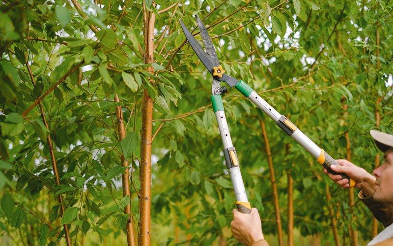 Tree trimming in Alder, MT